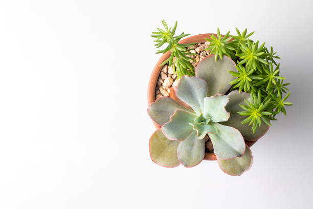 istock Beautiful succulent creeping potted plant on white background. 1317060196