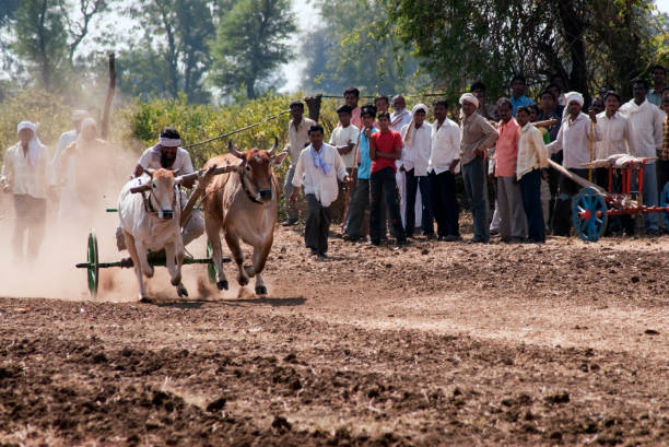 Bullock cart race and rider at village Aisalpur Bullock cart race and rider at village Aisalpur district Amravati state Maharashtra India bullock cart india stock pictures, royalty-free photos & images