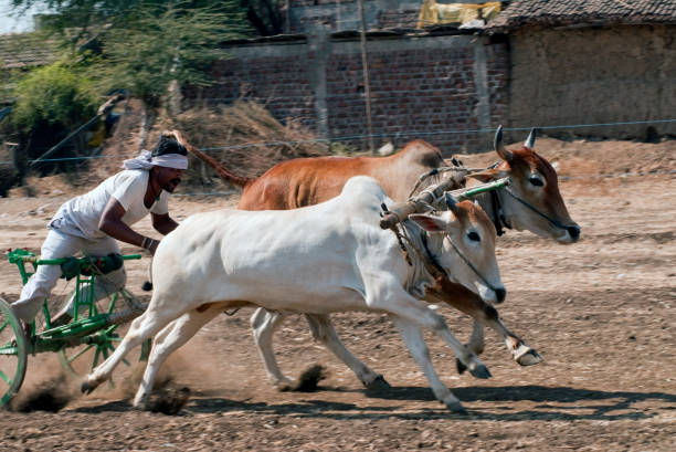 Bullock cart race and rider at village Aisalpur Bullock cart race and rider at village Aisalpur district Amravati state Maharashtra India bullock cart india stock pictures, royalty-free photos & images