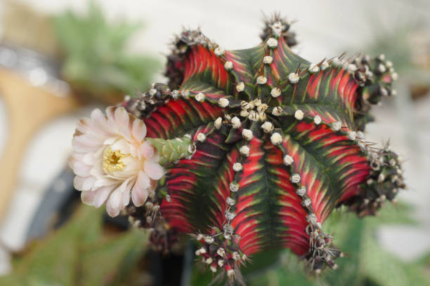 gymnocalycium mihanovichii variegata – gatunek kaktusa. - mammillaria cactus zdjęcia i obrazy z banku zdjęć