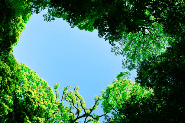 봄철 나무 꼭대기의 자연 프레임을 올려다 보시고 - treetop tree sky blue 뉴스 사진 이미지