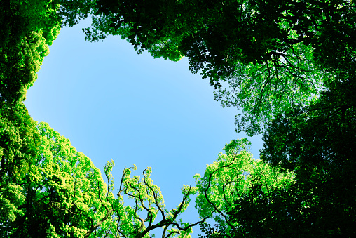 Looking up at natural frame of treetops in springtime against clear sky.