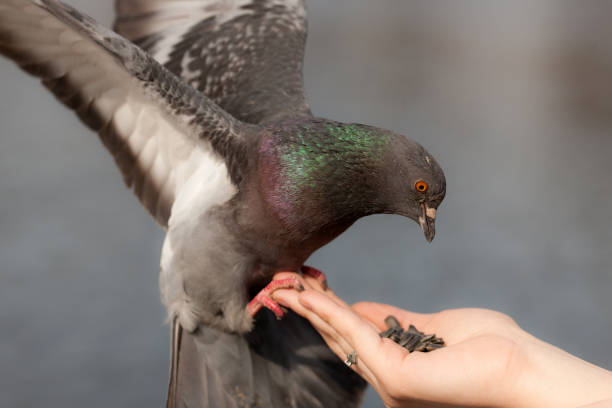 istock pigeon on hand close up 1317062050