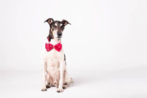 Portrait of a cute fluffy dog with a futuristic smart collar with built-in GPS tracking device on a walk outdoors.