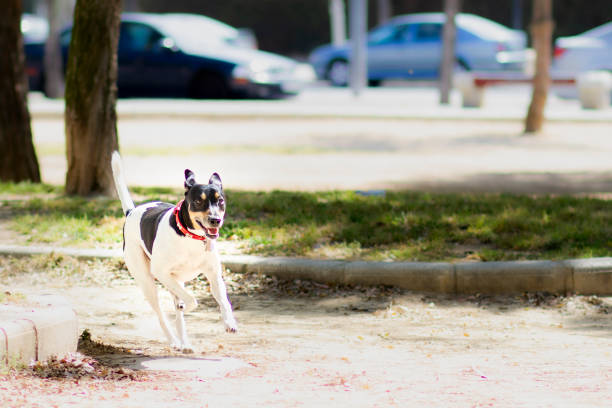 istock Dog running and playing in the park. copy space. selective focus 1317062835