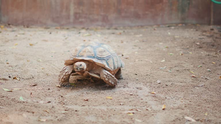 424 Funny Turtle Stock Videos and Royalty-Free Footage - iStock | Funny sloth, Funny monkey, Funny elephant 424 Funny Turtle Stock Videos and Royalty-Free Footage - iStock | Funny sloth, Funny monkey, Funny elephant
