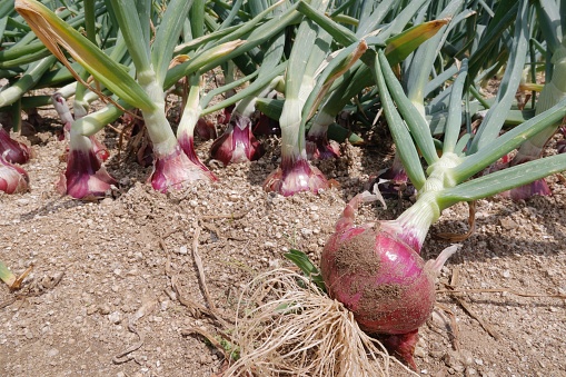 Onions harvested in the onion field.