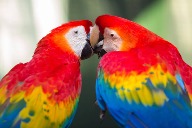 istock Two macaws on a branch in the zoo 1317067264