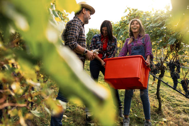 weinlese für die weinherstellung: italienische vendemmia im trentino - winery autumn vineyard grape stock-fotos und bilder