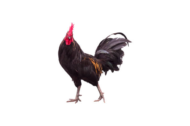 istock Bantam chicken isolated on white background with clipping path. 1317067651