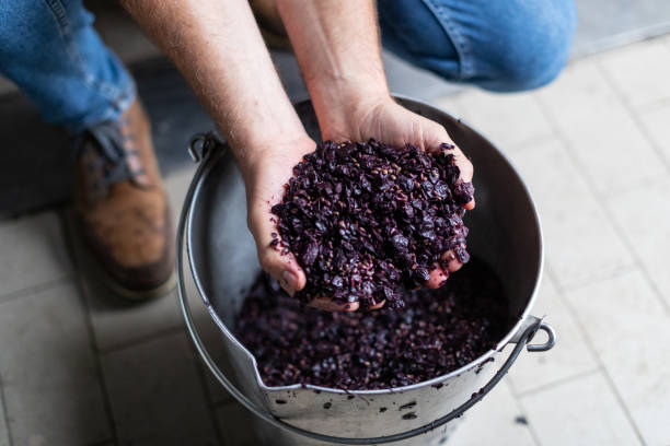 istock Wine tasting in a Italian winery after grape harvesting 1317068899