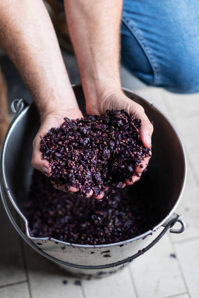 istock Wine tasting in a Italian winery after grape harvesting 1317068929