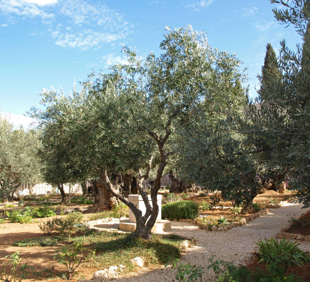 istock Garden of Gethsemane, Jerusalem, Israel 1317070459