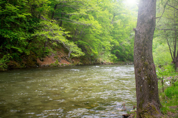 istock River in the mountains. 1317070760