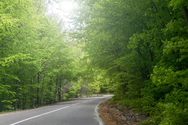 istock Beautiful road that crosses a forest. R 1317071841