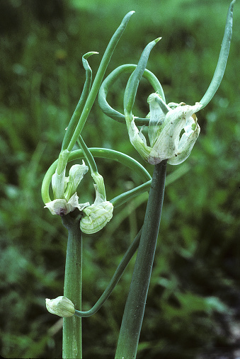 Flower of sand leek or Spanish Garlic Allium scorodoprasum