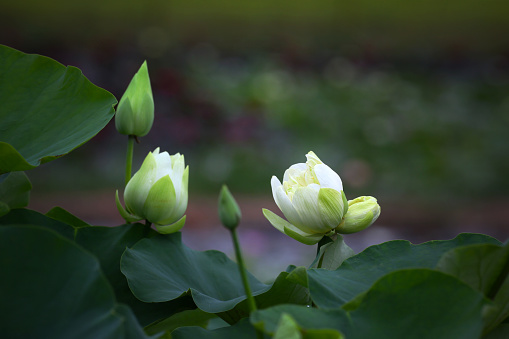 White Lotus Flower and Flying Bee on a Dark Background. The shoot was taken in Puchong, Selangor, Malaysia.