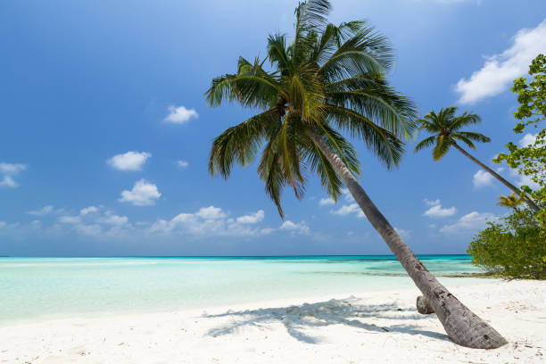 istock Coconut palm tree on Maldives island 1317074609