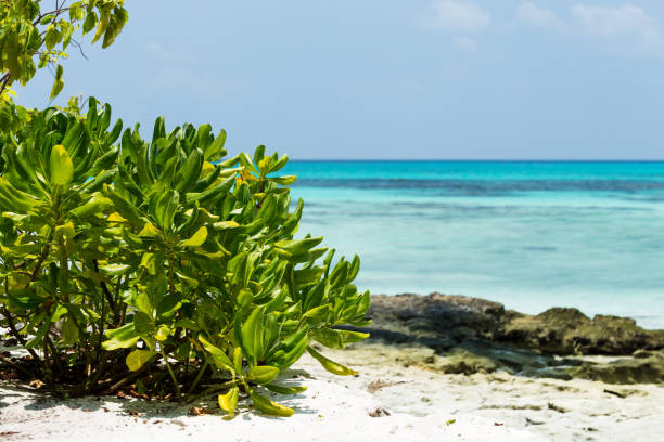 Coconut palm tree with bounty beach. Travel destination card, perfect getaway to Maldives island