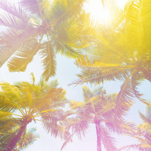 istock Tops of coconut palms with sun light and sky 1317075064