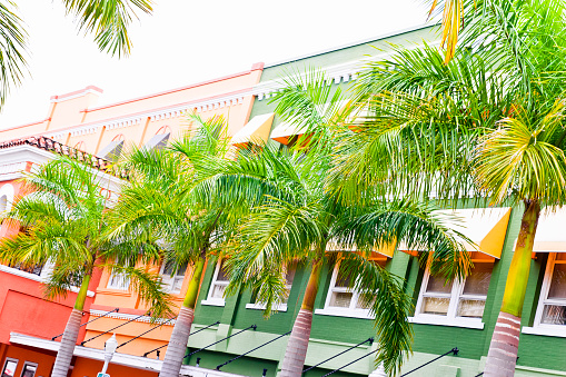 Row of beautiful palm trees in front of a building facade in downtown Fort Myers, Florida, USA.