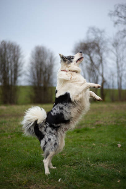 istock Black and white border collie jumping on the green grass 1317076030