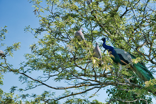 Pigeons and peacock perched on a tree branch in Campo Grande Park in Valladolid, Spain