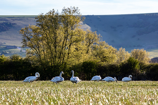 Mute swans in a field in Sussex on a sunny spring evening