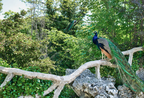 A peacock putting on a show.