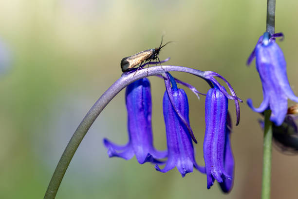 istock A Green Longhorn Moth on a Bluebell Flower in Springtime 1317077069