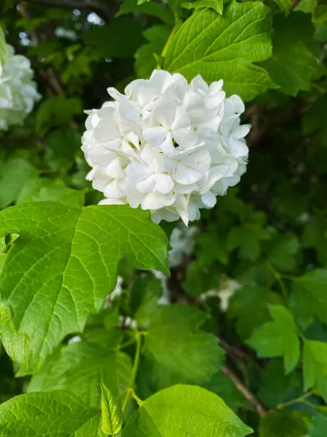 White flower of Viburnum Opulus, common name Guelder Rose or snowball flower. Concept for botany, gardening, spring time