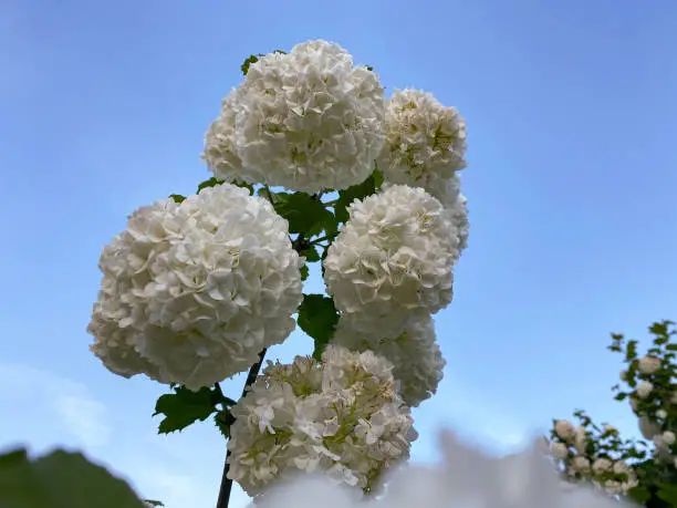 White flower of Viburnum Opulus, common name Guelder Rose or snowball flower. Concept for botany, gardening, spring time