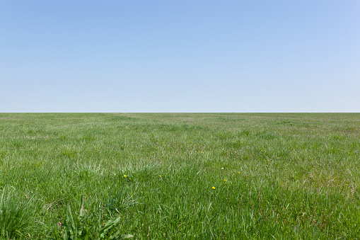 Green grass field with flat, even horizon in the distance and blue sky above