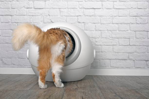 Tabby cat step inside a litter box. Horizontal image with copy space. Funny tabby cat step inside a litter box. Horizontal image with copy space. longhair cat stock pictures, royalty-free photos & images