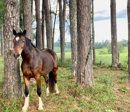 Horizontal landscape close up of horse in tall tree wood lands forest paddock land in Fernleigh near Byron Bay MSW Australia
