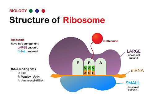Biology diagram: Structure of Ribosome shows large and small subunit with start codon and amino acid
