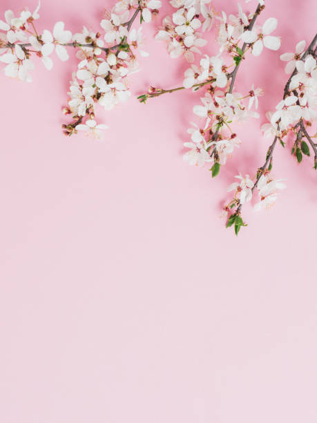 istock Spring frame of tree branches with white flowers on pink background. Flat lay, top view. 1317080611