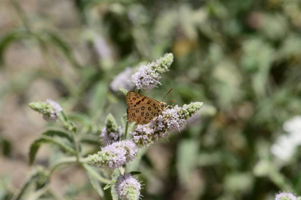 istock Butterflies in their natural habitat 1317081326