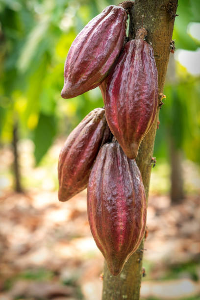 istock Cacao tree with cacao pods in a organic farm. 1317082956