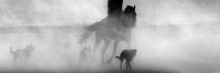 a horse and two dogs are running together.  The environment is in dust soil towards the mountain.