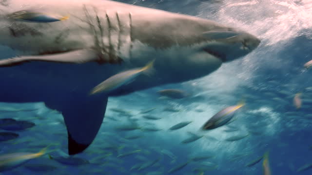 A Great White Shark rapidly chases bait in front of a camera.