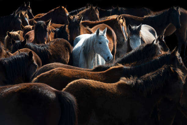 istock Group of horses are staying together 1317083872