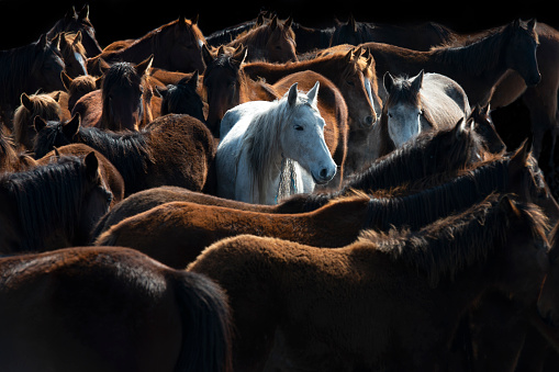 Photo of group of horses that are standing together. All of the horses are resting. No people are seen in the frame. Shoot in outdoor and full frame.