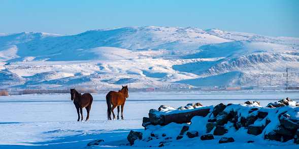 Two horses are standing on the snow. Snowy mountains are seen in the background.