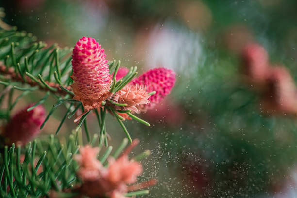 Pollen expelled from a confer.