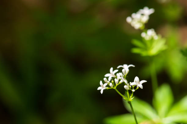 istock Galium odoratum forest fragrant flowers 1317084633