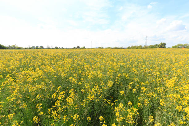 istock Flower field in Italy 1317085035