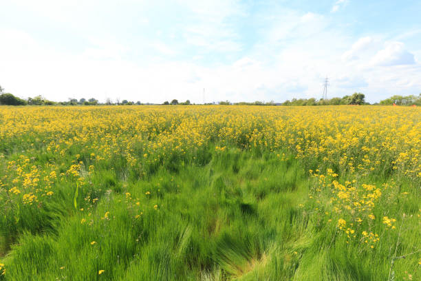 istock Flower field in Italy 1317085048