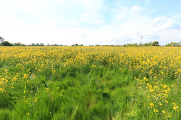 istock Flower field in Italy 1317085071