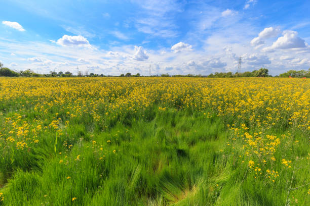 istock Flower field in Italy 1317085088